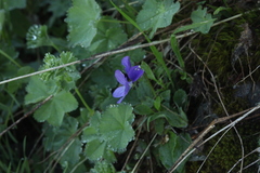 Alchemilla stellulata