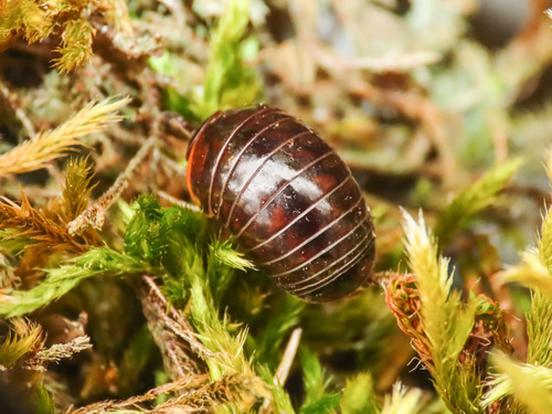 Glomeris romana