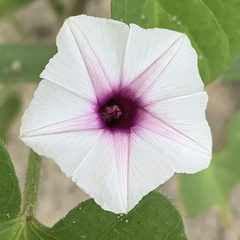 Ipomoea sinensis blepharosepala