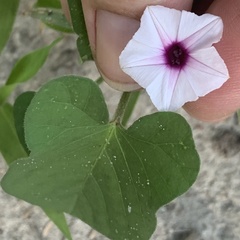 Ipomoea sinensis blepharosepala