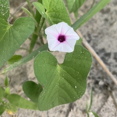 Ipomoea sinensis blepharosepala
