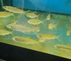 Hydrocynus