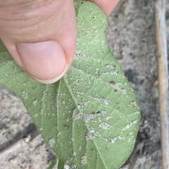Ipomoea sinensis blepharosepala