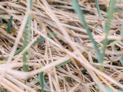 Agenioideus cinctellus