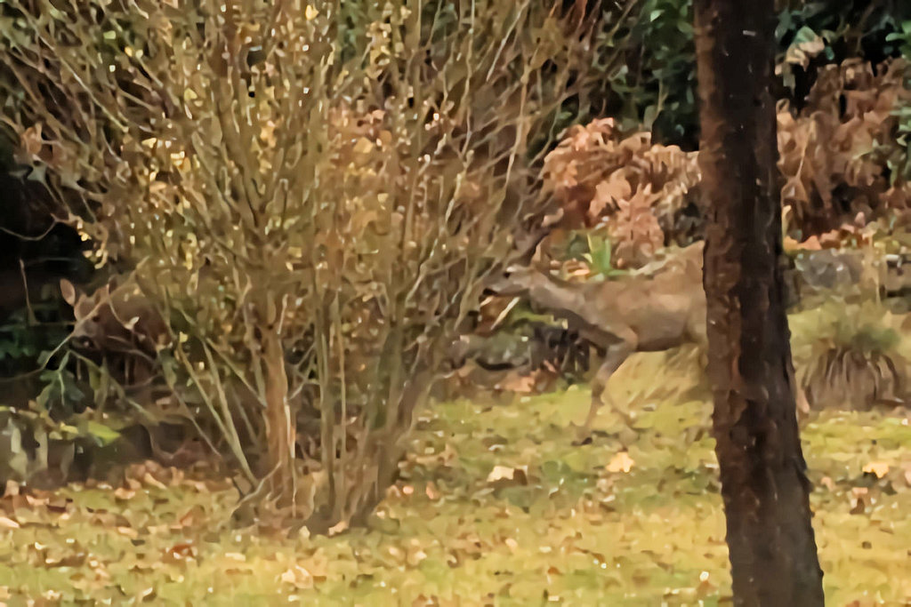 Western Roe Deer in December 2021 by Jean-Claude Roy. Observées dans l ...