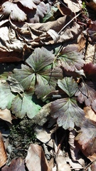 Waldsteinia fragarioides