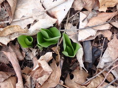 Galearis spectabilis