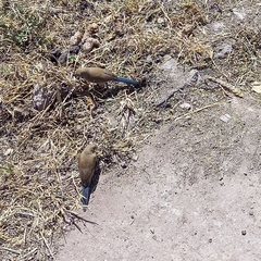 Uraeginthus bengalus