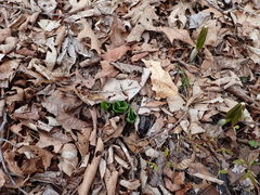 Galearis spectabilis