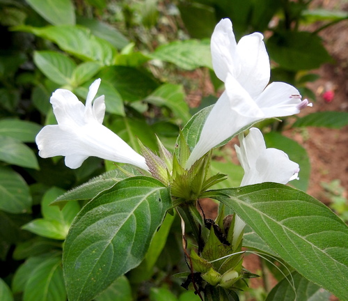 Barleria cristata