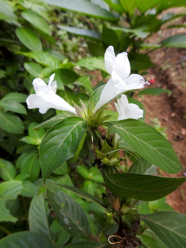 Barleria cristata
