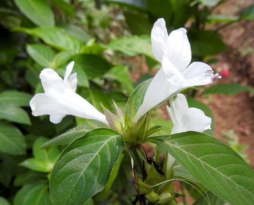 Barleria cristata