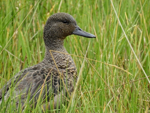 Andean Teal