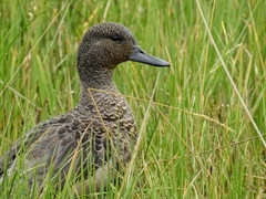 Andean Teal photo 4