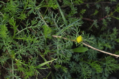 Tripleurospermum caucasicum
