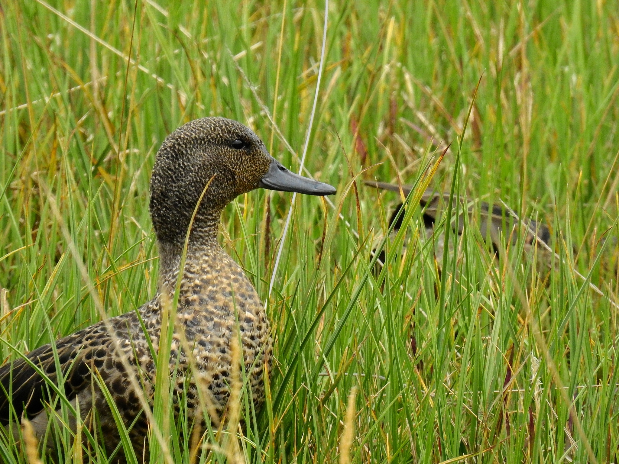 Andean Teal illustration