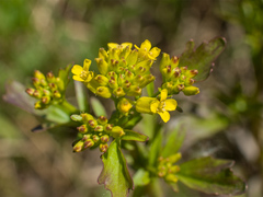 Barbarea