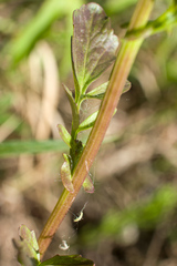 Barbarea