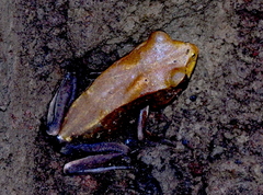 Clinotarsus curtipes