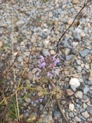Salvia verbenaca
