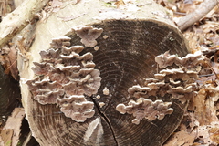 Auricularia mesenterica