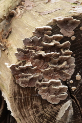 Auricularia mesenterica