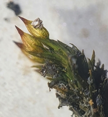 Orthotrichum stramineum