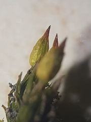 Orthotrichum stramineum
