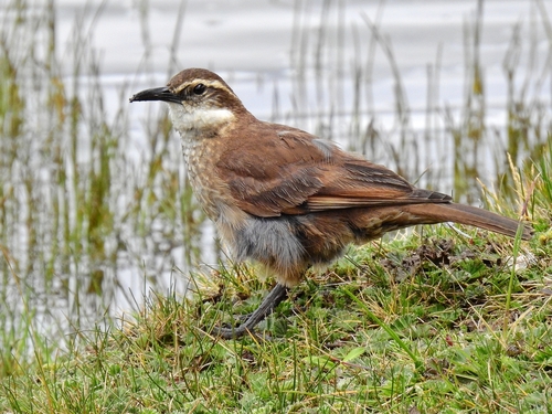 Stout-billed Cinclodes (Cinclodes excelsior), photo 7