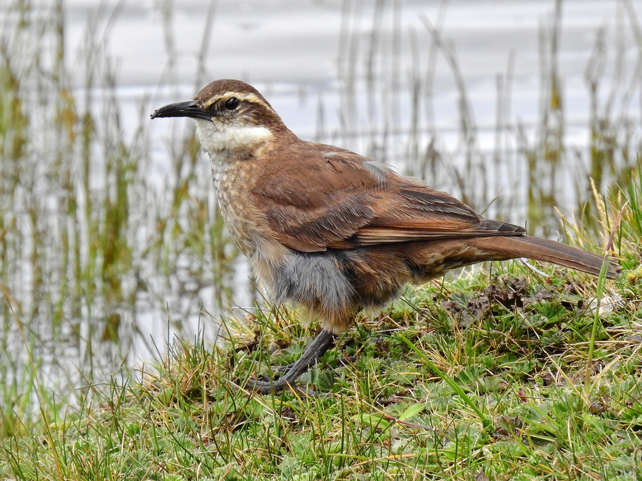 Stout-billed Cinclodes illustration