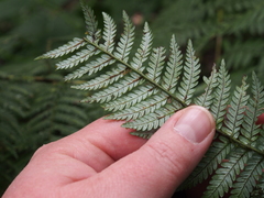 Lophosoria quadripinnata