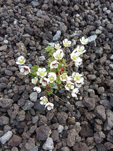 Saxifraga merkii iNat (2)