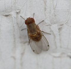 Gitona distigma