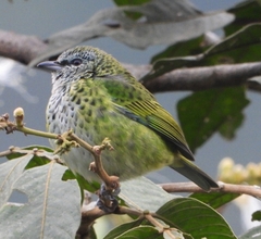 Ixothraupis punctata