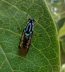 Raphiocera