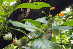 Image of Besleria triflora