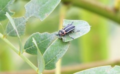 Eudiagogus episcopalis