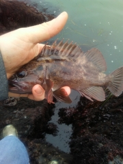 Sebastes auriculatus