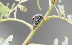 Eudiagogus episcopalis