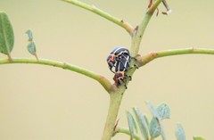 Eudiagogus episcopalis