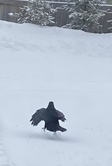 Corvus corax principalis