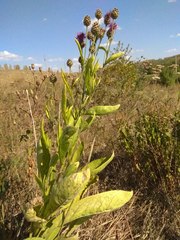 Centaurea scabiosa integra