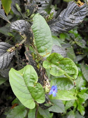 Eranthemum