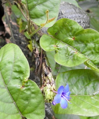 Eranthemum