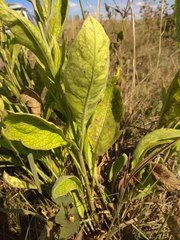 Centaurea scabiosa integra
