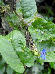 Eranthemum