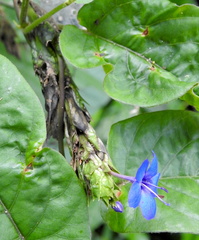 Eranthemum