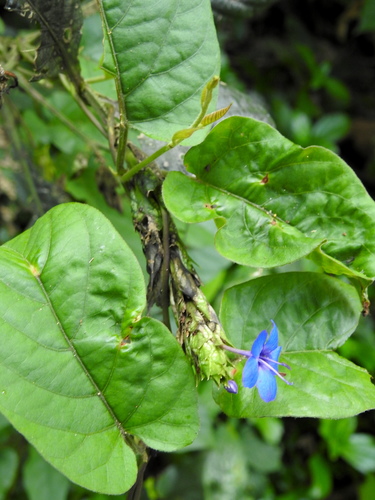 Image of Eranthemum pulchellum by (c) Hopeland, some rights reserved (CC BY)