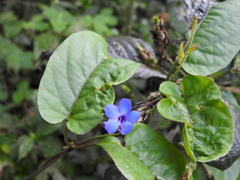 Eranthemum