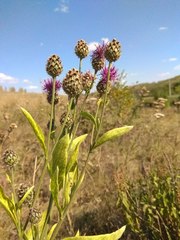 Centaurea scabiosa integra